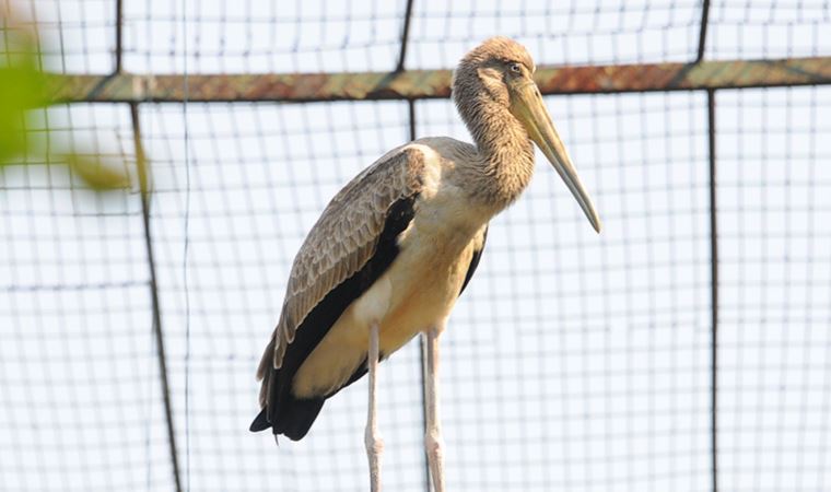 10 yıl sonra ‘sarı gagalı leylek’ sevinci