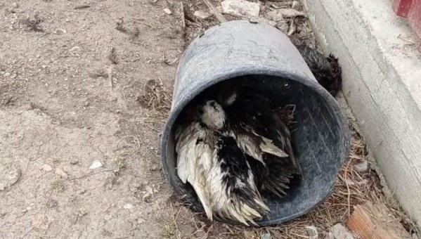 50 hayvanı telef eden köpeklere bu türlü isyan etti