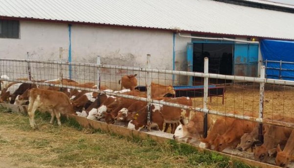 90 milyon liralık ‘ucuz araba’ vurgunuyla çiftlik kurdular