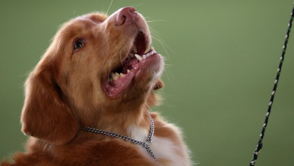 ABD 100’den fazla ülkeden köpek ithalatını yasakladı