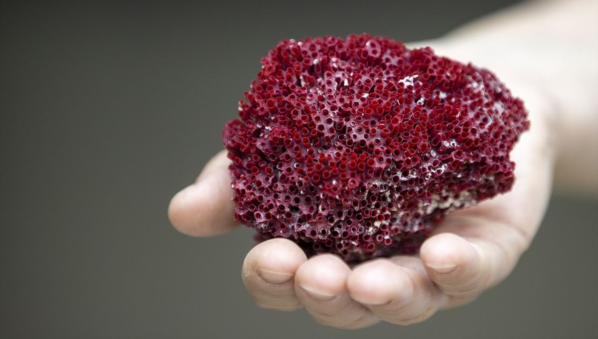 Aktarlarda şifalı ‘kardeş kanı’ diye satılan bitki öldürüyor