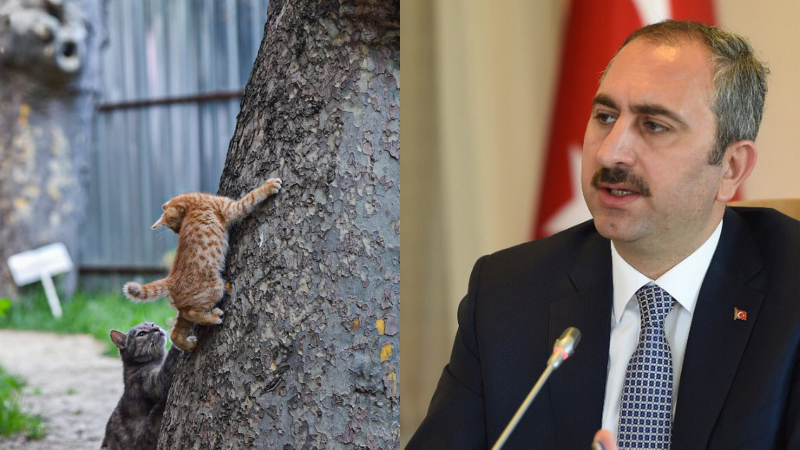 Bakan Gül’den ‘Hayvan Hakları Yasası’ paylaşımı: Geri sayım başladı