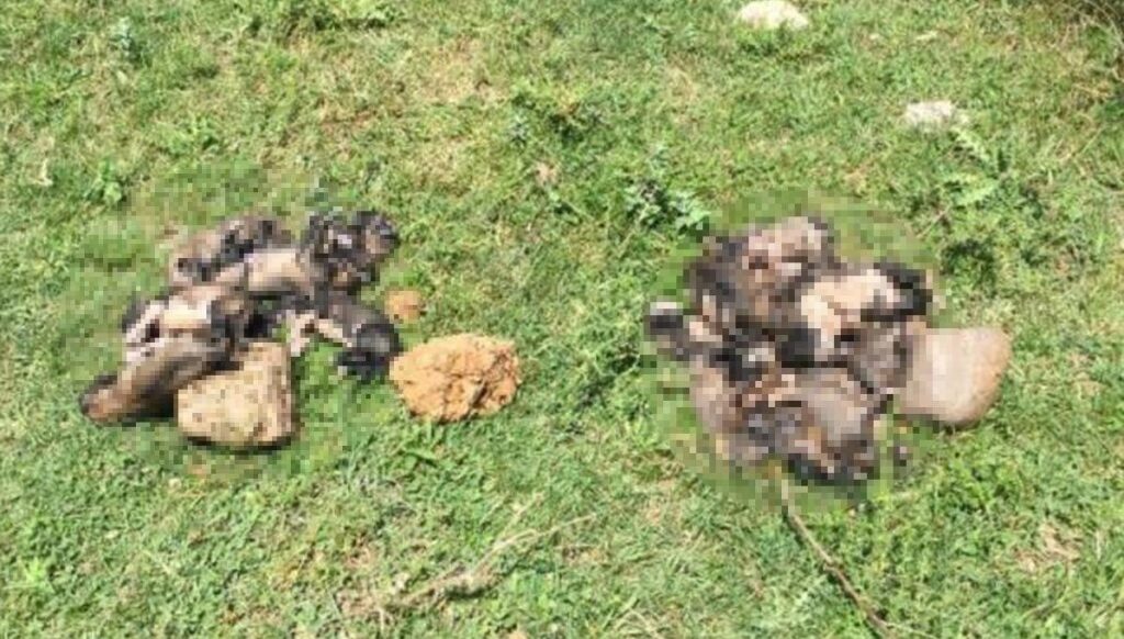 Denizli’de isyan ettiren olay: ‘Bunu yapan insanlıktan çıkmıştır’