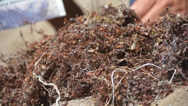 Dikili kıyılarında ‘bozuk yumurta kokulu yosun’: Ekosistem süratle çökebilir