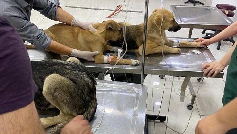 İstanbul’da 4 yavru köpek zehirlendi