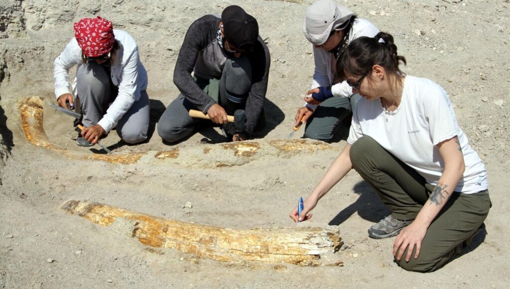 Kayseri’de 7,5 milyon yıllık yeni fosiller bulundu