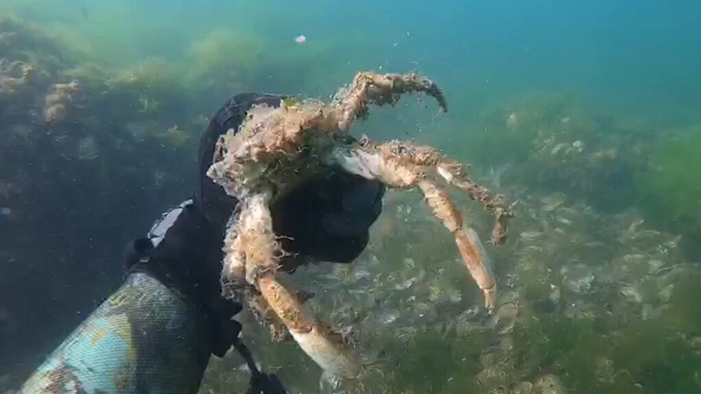 Marmara Denizi’nde tesirli olan müsilaj deniz canlılarını öldürmeye devam ediyor