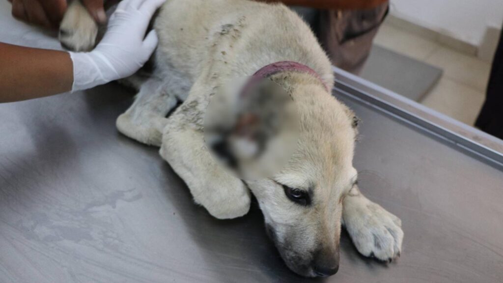 Şanlıurfa, Birecik’te yavru köpeğin kulaklarını kesip ayağı kırık halde sokağa terk ettiler!