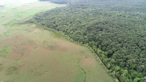 TBMM’de konuşan TEMA Lideri Ataç: Ormanları parçalıyoruz