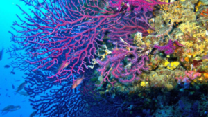 WWF: Akdeniz, gezegenin en süratli ısınan ve en tuzlu denizi haline geldi