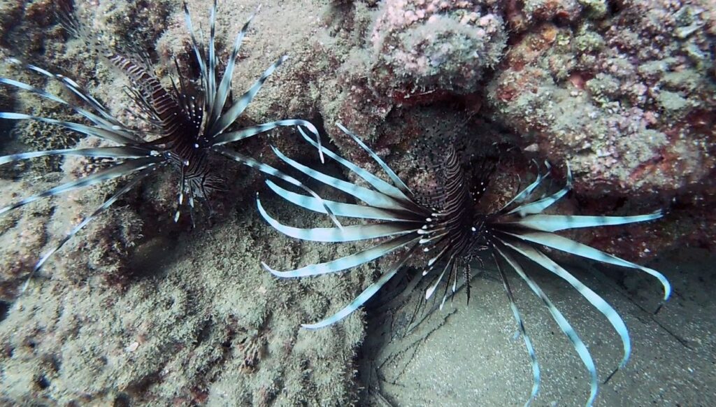 WWF Raporu: Akdeniz’de istilacılar yerli tipleri yok ediyor