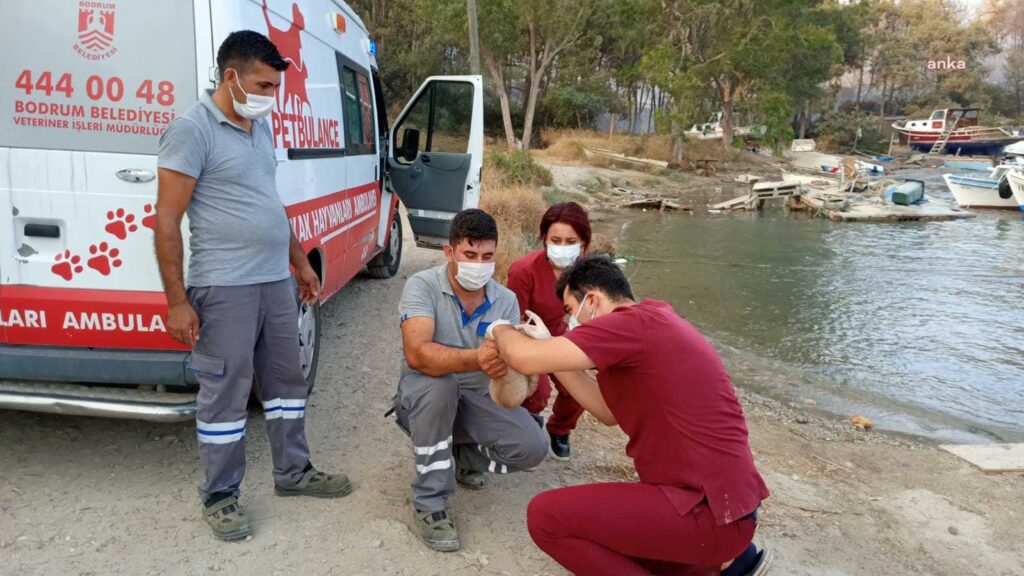 Bodrum Belediyesi ekipleri, hayvanlara yerinde müdahale etti