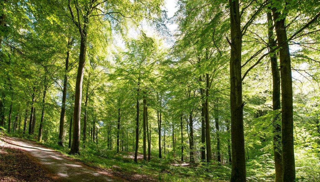 TEMA Vakfı’ndan fidan bağışı kampanyası (TEMA Vakfı fidan bağışı nasıl yapılır?)