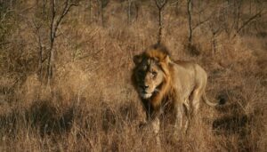 Afrika’da aslan nüfusu tehlike altında