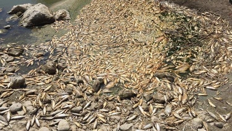 Asi Nehri’nde balık ölümleri: İnceleme başlatıldı