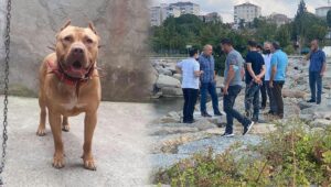 Denizde pitbull saldırısı öldürdü iddiası