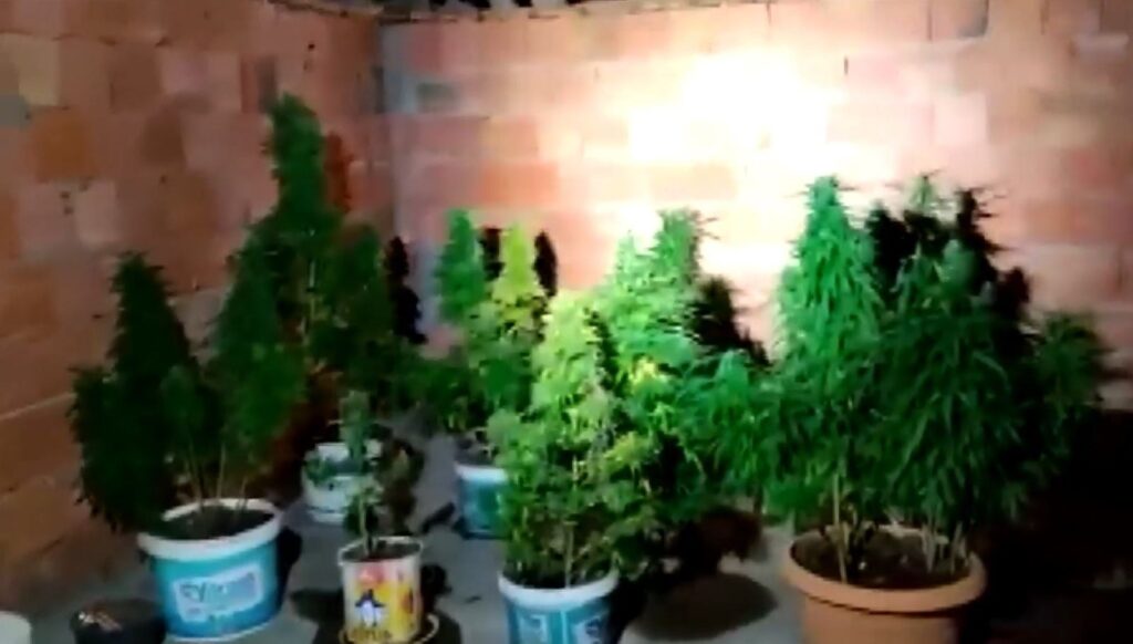 Ev değil kenevir tarlası