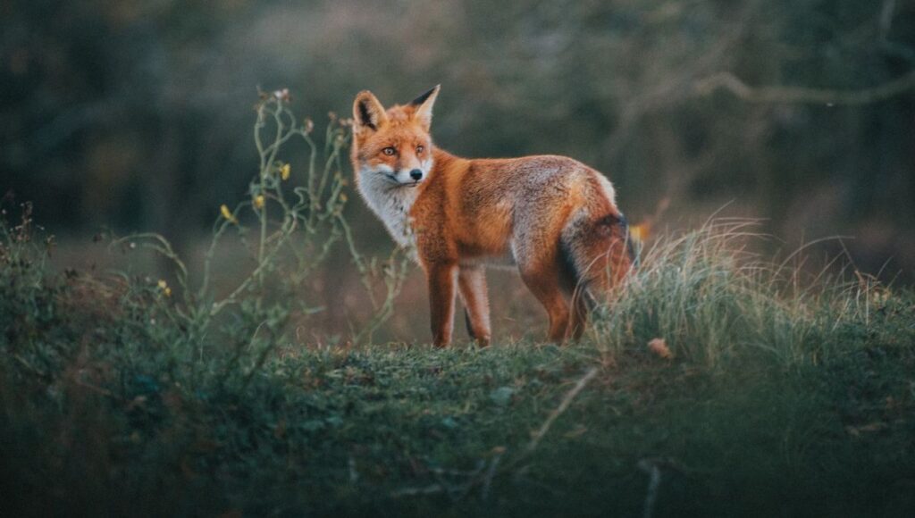 Fransa’da 3 bin tilki katledilecek