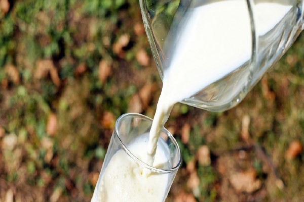 Haziran ayında 880 bin 367 ton inek sütü toplandı