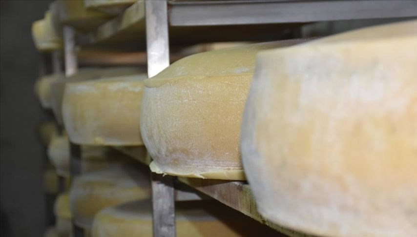 Kars gravyer peynirinin 9 ay süren lezzet yolculuğu