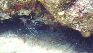 Kıyıdan 5 metre uzaklıkta, 1 metre derinlikte zehirli aslan balığı