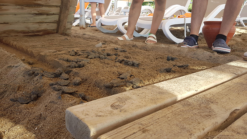 Medya Ombudsmanı Bildirici’den caretta carettaların ölümüne sebep olan otelin isminin açıklanmamasına tepki: Bu yanlış habercilik!