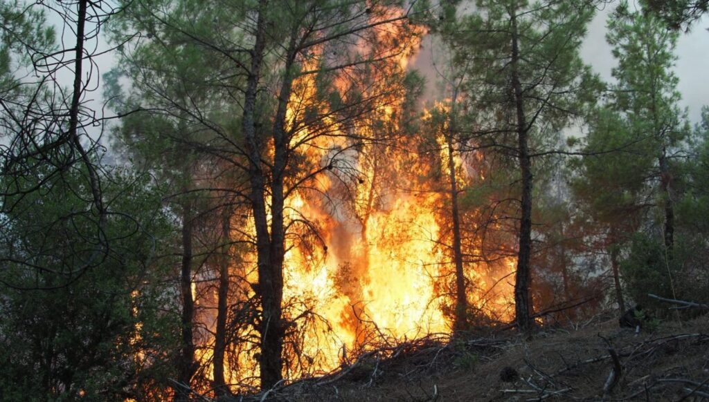 Orman yangınlarında son durum