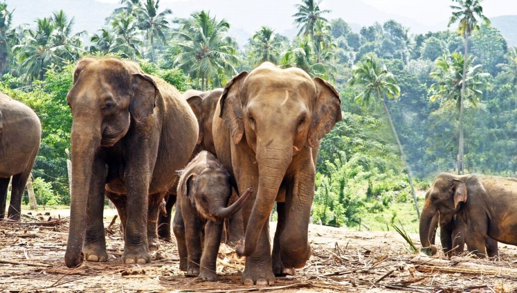 Sri Lanka’da fillerin 4 saatten fazla çalıştırılması yasaklandı