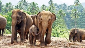 Sri Lanka’da fillerin 4 saatten fazla çalıştırılması yasaklandı