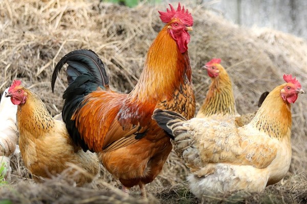 Tavuk eti üretimi 193 bin 604 ton