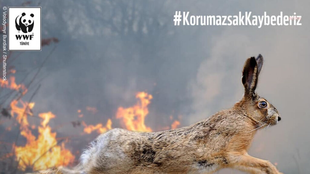 WWF Türkiye: Yangından etkilenen canlıların yaralarını sarmak için harekete geçiyoruz