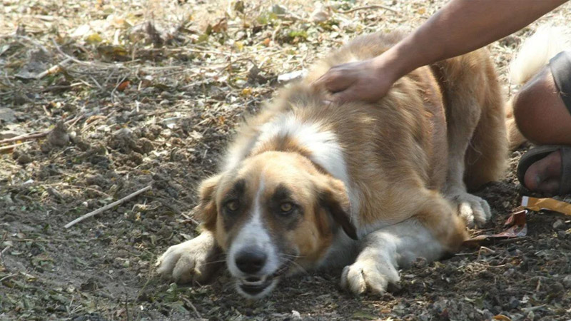 Yangında kaybolan köpeği ‘Aslan’, 4 gün sonra geri döndü: Geri gelince bir saat ağladım, sarıldık