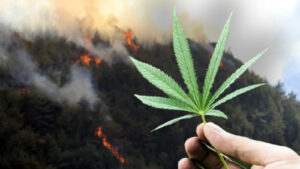 Yeniden Refah Partisi önerdi: Yanan orman alanlarına geçici olarak kenevir dikilebilir!