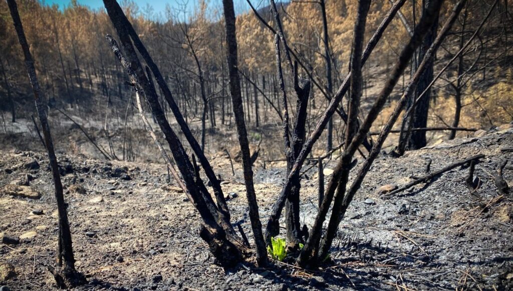 Yeniden yaşam için ekosistem onarımı şart