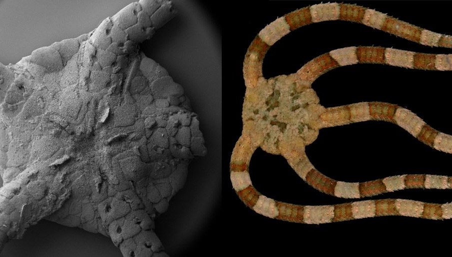 190 milyon yıllık fosillere ünlü metal grubu Gojira’nın adı verildi