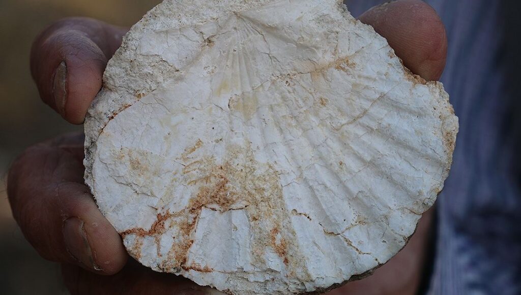 Adıyaman’da 65 milyon yıllık olduğu değerlendirilen fosil bulundu