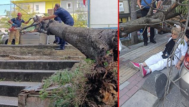 Bakırköy’de ağaç devrildi, dalın çarptığı kadın yaralandı