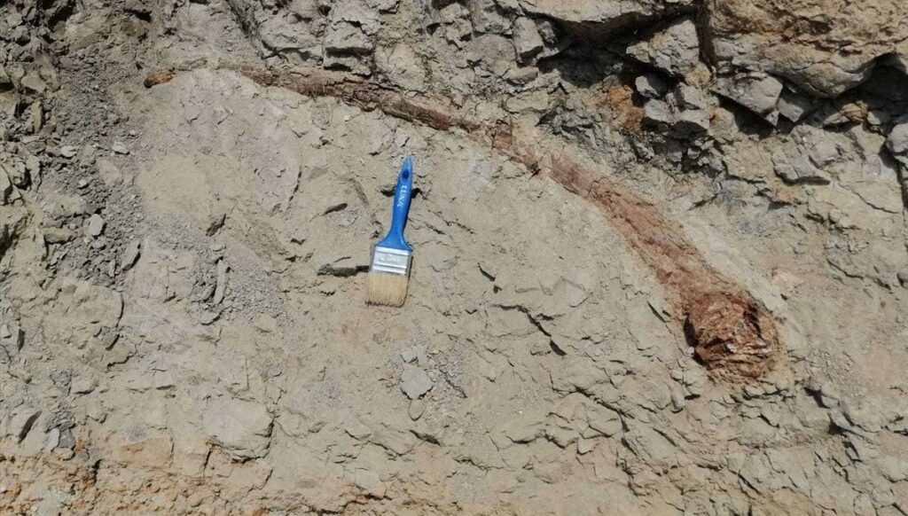 Denizli’de 17 milyon yıllık fil dişi fosili bulundu