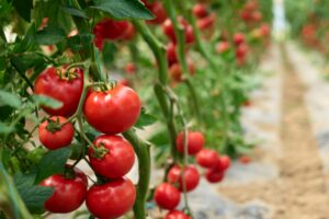 EİB’den ağustos ayında 1 milyar 453 milyon dolarlık ihracat