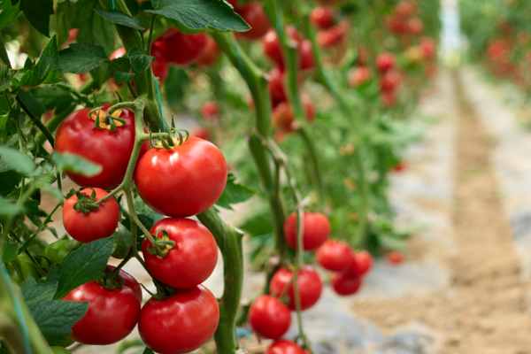 EİB’den ağustos ayında 1 milyar 453 milyon dolarlık ihracat