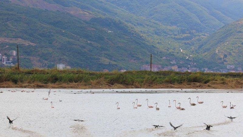 Fener Gölü, flamingoların dinlenme alanı oldu