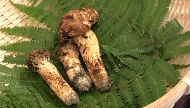 Japonya’da 3 adet mantar 65 bin liraya satıldı