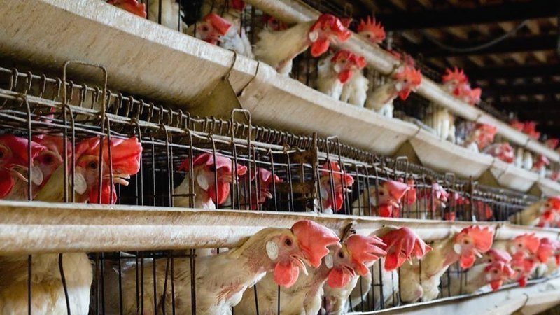 Kafessiz Türkiye’den Yumurta Takip Raporu: Tüketiciler eziyetin bitmesini isterken tavukların refahı için söz veren marka sayısı artıyor