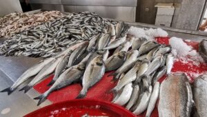 Karadeniz’de ‘istavrit’ bolluğu: Fiyatı yarıya düştü