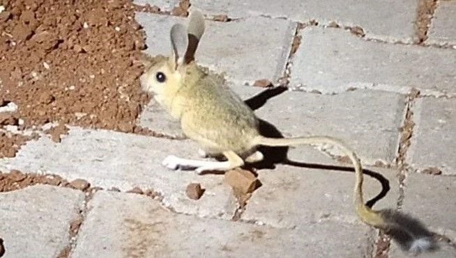 Kırmızı listede bulunan kanguru faresi, Adıyaman’da görüldü
