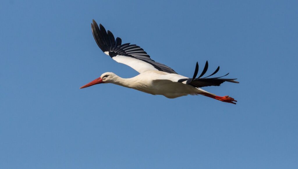 Leylekler 10 gün erken göç etti: Uzmanlardan ‘Kış çok sert geçecek’ uyarısı