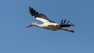 Leylekler 10 gün erken göç etti: Uzmanlardan ‘Kış çok sert geçecek’ uyarısı