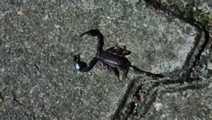 Mahalleyi zehirli akrep korkusu sardı: Evlere giriyorlar