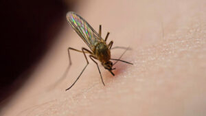 Prof. Dr. Yaprak: Asya kaplan sivrisineği ısırığında 3 ölümcül hastalık riski var