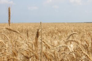 Sağlıklı Toprak Hareketi başlatılıyor